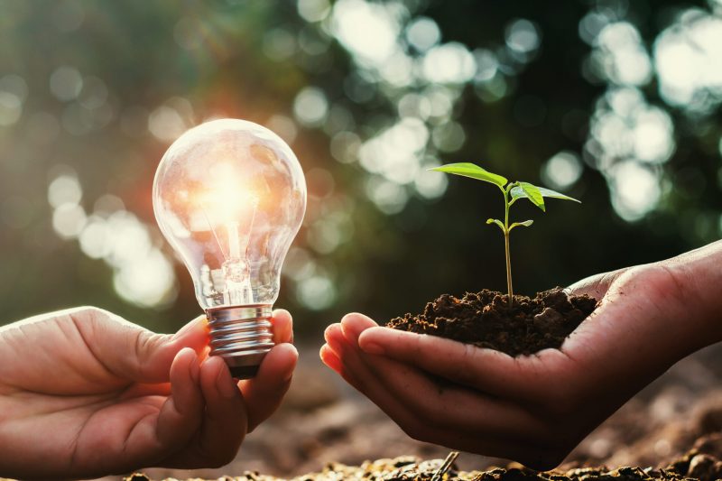 ampoule et petit arbre poussant sur la main . concept d'énergie solaire avec plantation