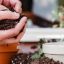 Le jardin écologique